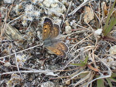 Lycaena