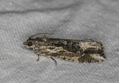 Thrincophora
