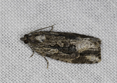 Thrincophora