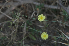 Launaea procumbens