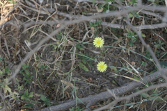 Launaea procumbens