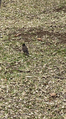 Acridotheres tristis