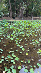 Nelumbo