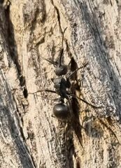 Polyrhachis militaris
