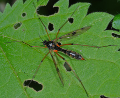 Ptychoptera contaminata