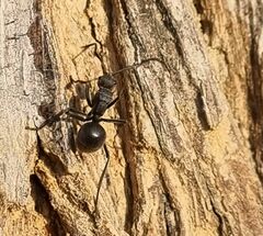 Polyrhachis militaris