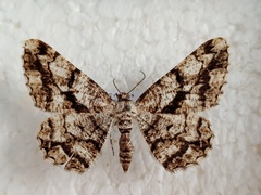 Peribatodes umbraria