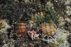 Hydatina physis