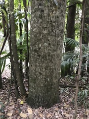 Brachychiton discolor