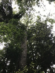 Brachychiton discolor