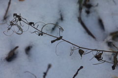 Epilobium roseum