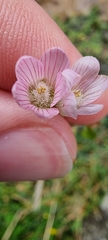 Lysimachia tenella