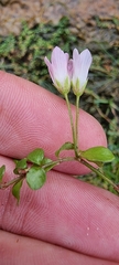 Lysimachia tenella