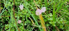 Lysimachia tenella