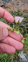 Lysimachia tenella