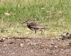 Burhinus vermiculatus