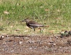 Burhinus vermiculatus
