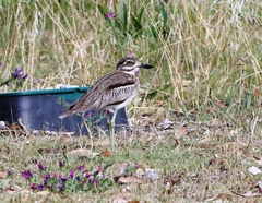 Burhinus vermiculatus