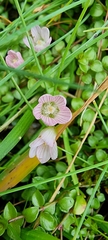Lysimachia tenella