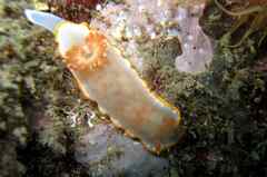 Felimida purpurea