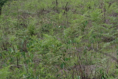 Pteridium centrali-africanum