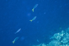 Pterocaesio tessellata