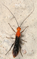 Aleiodes politiceps