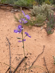 Thysanotus baueri