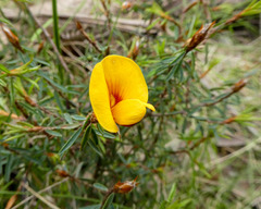 Pultenaea reflexifolia