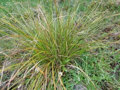 Carex flagellifera
