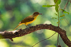 Chlorocichla flaviventris