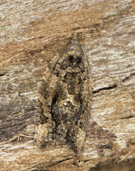 Thrincophora