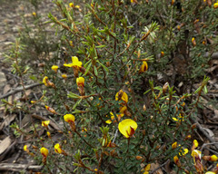 Pultenaea reflexifolia