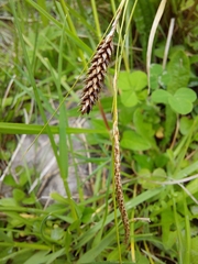 Carex flagellifera