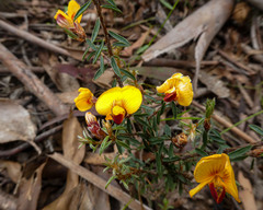 Pultenaea reflexifolia