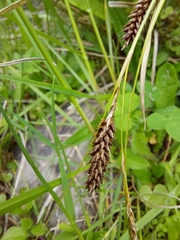Carex flagellifera