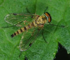 Chrysopilus asiliformis