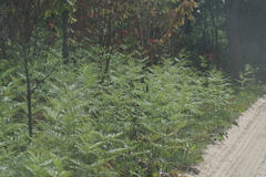 Pteridium centrali-africanum