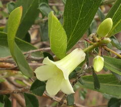 Billardiera cymosa