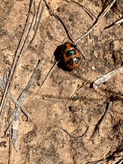 Choerocoris paganus