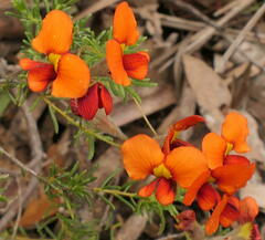 Dillwynia hispida