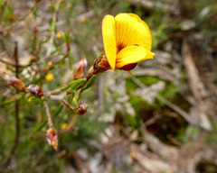 Pultenaea reflexifolia