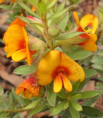 Pultenaea humilis