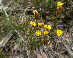Pultenaea reflexifolia