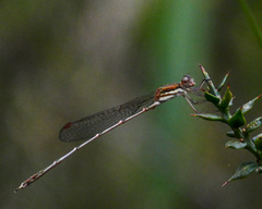 Austrolestes analis