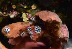 Peltodoris atromaculata