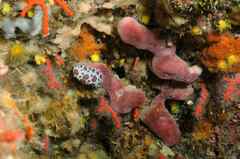 Peltodoris atromaculata