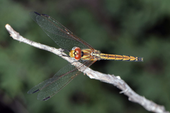 Trithemis kirbyi