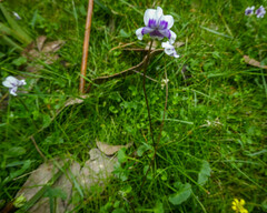 Viola eminens