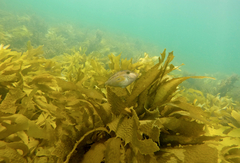 Meuschenia hippocrepis